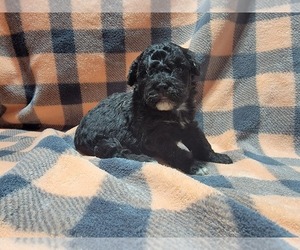 Poodle (Miniature) Puppy for sale in REMSEN, IA, USA