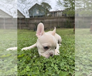 Medium French Bulldog