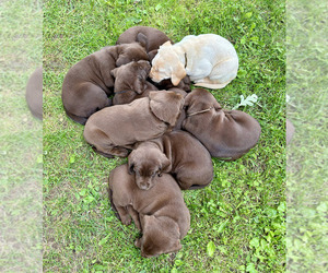 Labrador Retriever Puppy for Sale in STANLEY, Wisconsin USA