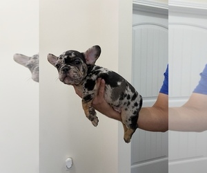 French Bulldog Puppy for sale in CLARKSVILLE, TN, USA