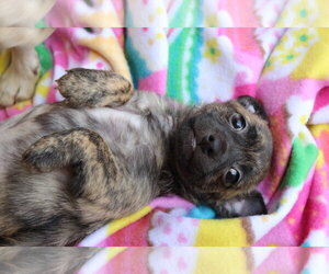 Alfalfa - Male Chihuahua-Unknown Mix Dog for Adoption - Photo #7