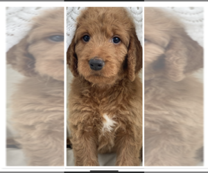 Goldendoodle Puppy for sale in BELMONT, MS, USA