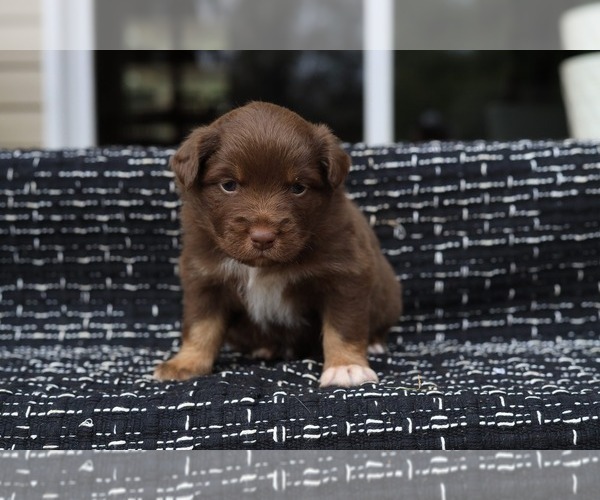 Medium Photo #11 Miniature American Shepherd Puppy For Sale in DAWSON, GA, USA
