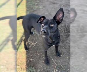 Labrador Retriever Dogs for adoption in Bakersfield, CA, USA