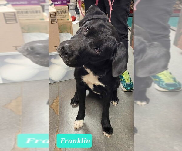 Medium Photo #2 Labrador Retriever Puppy For Sale in Richmond, IN, USA