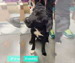 Small #1 Labrador Retriever