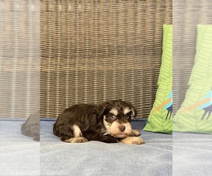 Schnauzer (Miniature) Puppy for sale in WINNSBORO, LA, USA