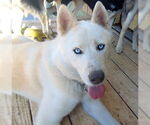 Small Siberian Husky