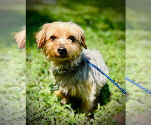 Mutt Dogs for adoption in Pacolet, SC, USA