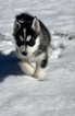 Small Photo #5 Siberian Husky Puppy For Sale in MORGANTOWN, IN, USA