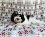 Small #4 ShihPoo