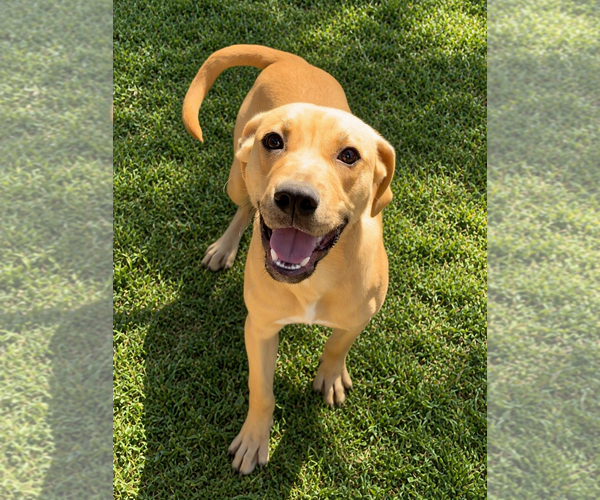 Medium Photo #1 Labrador Retriever-Unknown Mix Puppy For Sale in Hilton Head, SC, USA