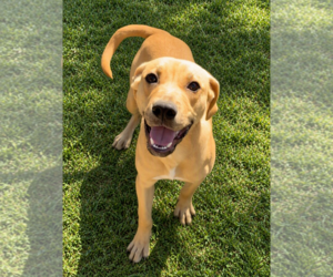 Labrador Retriever-Unknown Mix Dogs for adoption in Hilton Head, SC, USA