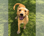 Cary Grant - Male Labrador Retriever-Unknown Mix Dog for Adoption - Small photo