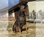 Small #4 Doberman Pinscher