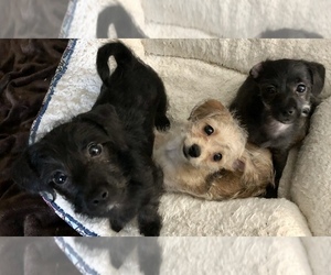 Chiweenie-Poodle (Toy) Mix Puppy for sale in CAMANO ISLAND, WA, USA
