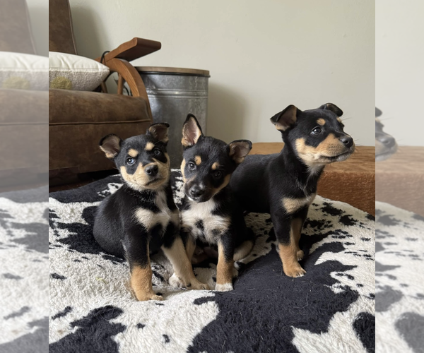 Medium Photo #4 Mutt Puppy For Sale in Rockville, MD, USA