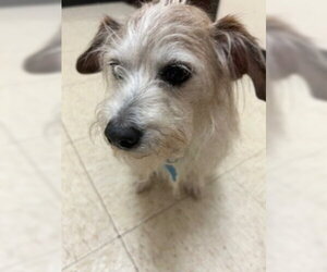 Mutt Dogs for adoption in Plainfield, IL, USA