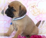 Small Photo #6 Puggle Puppy For Sale in CHARLOTT HALL, MD, USA