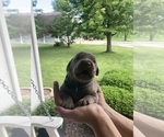 Small #1 Labrador Retriever