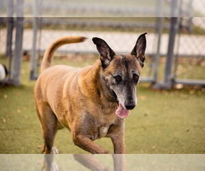 Mutt Dogs for adoption in Orlando, FL, USA