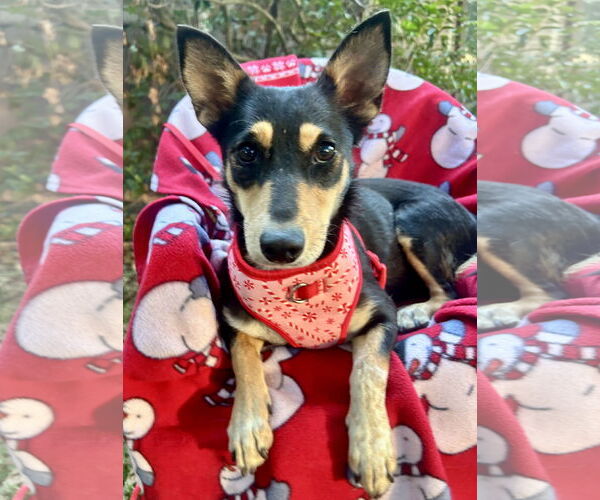 Medium Photo #4 Dachshund-Unknown Mix Puppy For Sale in Missouri City, TX, USA