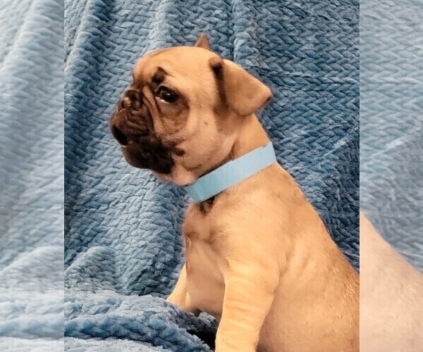 Medium Photo #3 French Bulldog Puppy For Sale in WINDYVILLE, MO, USA