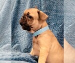 Small Photo #3 French Bulldog Puppy For Sale in WINDYVILLE, MO, USA