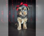Puppy Rosie Yorkshire Terrier