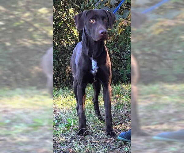 Medium Photo #1 Labrador Retriever-Unknown Mix Puppy For Sale in Wetumpka, AL, USA