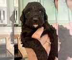 Small Photo #60 Bernedoodle Puppy For Sale in MOULTON, AL, USA