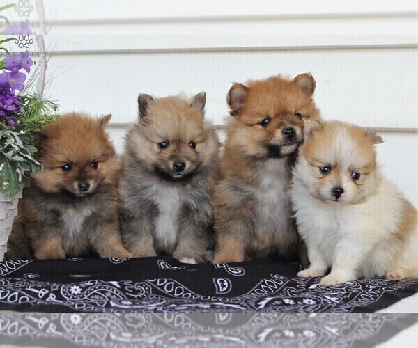 Medium Photo #5 Pomeranian Puppy For Sale in EAST EARL, PA, USA
