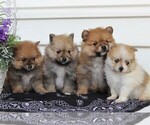 Small Photo #5 Pomeranian Puppy For Sale in EAST EARL, PA, USA