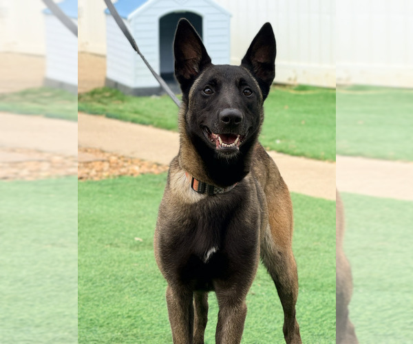 Medium Photo #1 Belgian Malinois Puppy For Sale in TRENTON, GA, USA