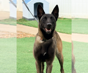 Mother of the Belgian Malinois puppies born on 10/24/2026