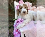 Small Photo #14 Goldendoodle Puppy For Sale in SHERMAN, TX, USA