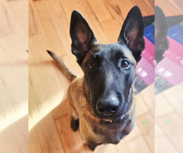 Medium Photo #4 Mutt Puppy For Sale in Stevens Point, WI, USA