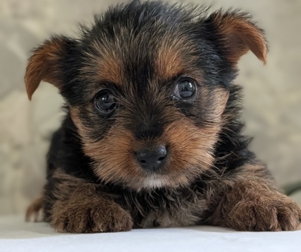 Medium Photo #19 Yorkshire Terrier Puppy For Sale in GOSHEN, IN, USA