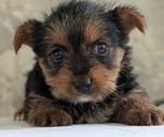 Small Photo #19 Yorkshire Terrier Puppy For Sale in GOSHEN, IN, USA