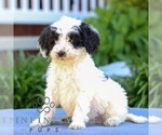 Small #2 Poodle (Miniature)