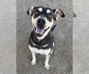 Mutt Dogs for adoption in Bakersfield, CA, USA