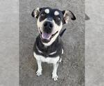 Small Mutt