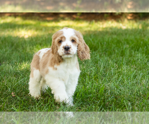 Cocker Spaniel Puppy for sale in NAPPANEE, IN, USA