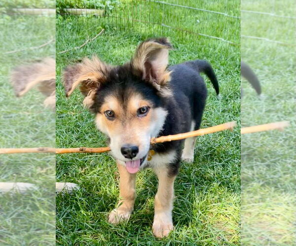 Medium Photo #2 Mutt Puppy For Sale in Minneapolis, MN, USA