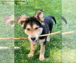 Small #1 Mutt