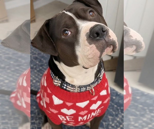 Medium Photo #8 American Bulldog-Staffordshire Bull Terrier Mix Puppy For Sale in Germantown, OH, USA