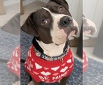Small #7 American Bulldog-Staffordshire Bull Terrier Mix