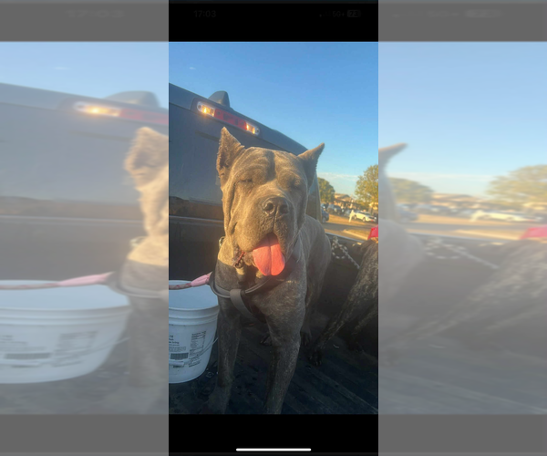 Medium Photo #1 Cane Corso Puppy For Sale in GRAVOIS MILLS, MO, USA