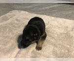 Small Photo #3 German Shepherd Dog Puppy For Sale in LEAD HILL, AR, USA