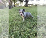Small #7 Faux Frenchbo Bulldog